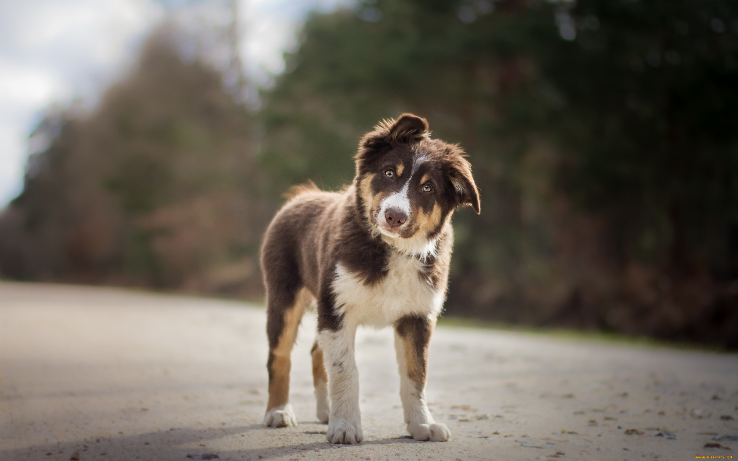  , , , aussie, australian, shepherd, dog, pets, brown, , , , breeds, of, dogs, , 
